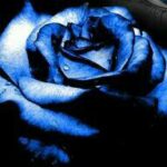 Blaues verwelktes Rosenblütenmotiv vor dunklem Hintergrund, einzelne Blätter im Kontrast, stimmungsvolle Farbtiefe in kräftigem Blau, dunkel