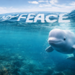 Beluga Wal schwimmt durch klares blaues Wasser, über ihm breitet sich eine große Peace-Schrift an der Wasseroberfläche aus; das Bild betont das weiße Beluga-Tier und das weiche Licht des Meeres